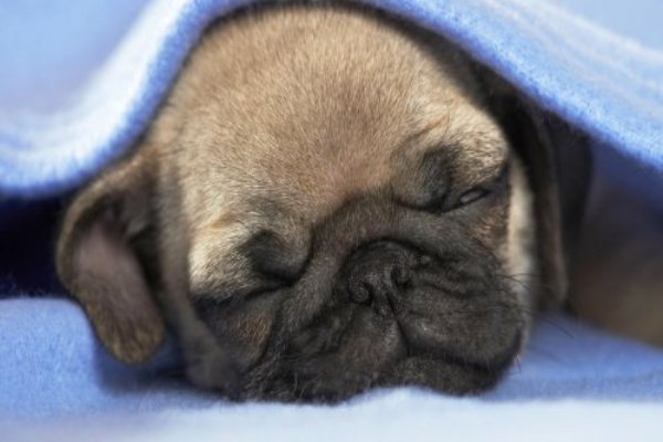 Tips To Take Care Of Pug Puppy