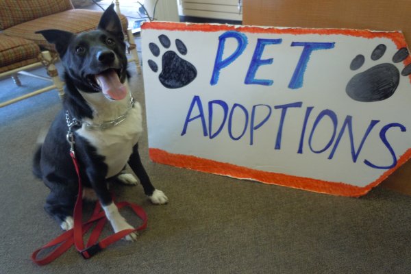 Tips to Organize a Local Pet Adoption Event