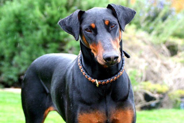 Top 10 Dog Breeds for Dog lovers in India