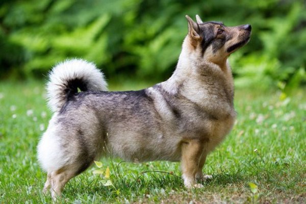  Awesome Dog Breeds You’ve Never Heard Of Before