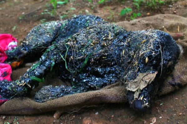 Dog Saved from Hot Tar Pool in India is Now Recovering