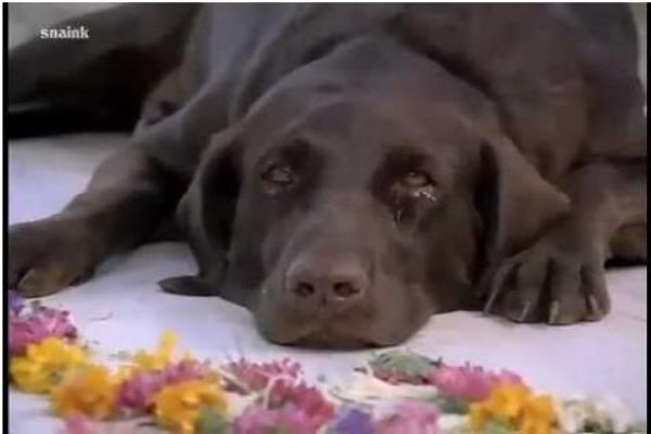Bollywood Movies that Featured a Dog as a Star