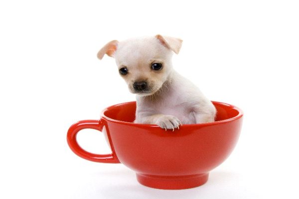 Teacup Chihuahua - Care Tips and Breed Information