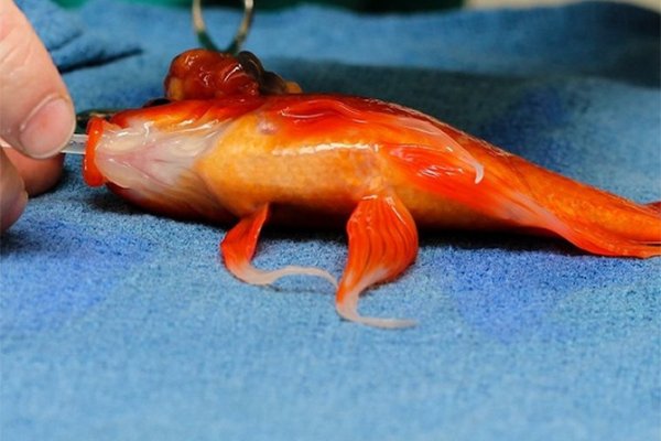 George the Goldfish recovering after successful tumor surgery