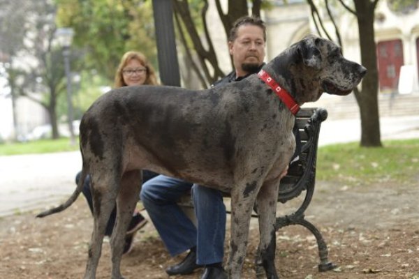 World’s Tallest Female Dog, Morgan the Great Dane, Dies in Ontario
