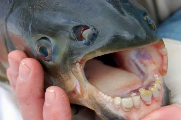 OMG! Fish With Human Teeth Caught in Russia