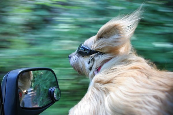 Tips for Driving Safely With Dogs