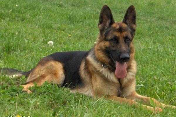 Read: 10 Facts about German Shepherds