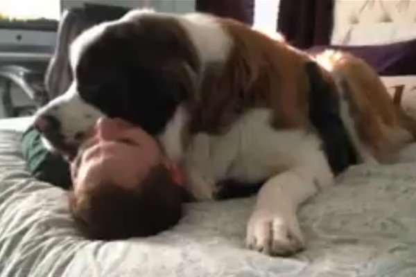 Watch: Cuteness Overloaded - A Giant Dog Hugs Owner, Refuses to let Him Go