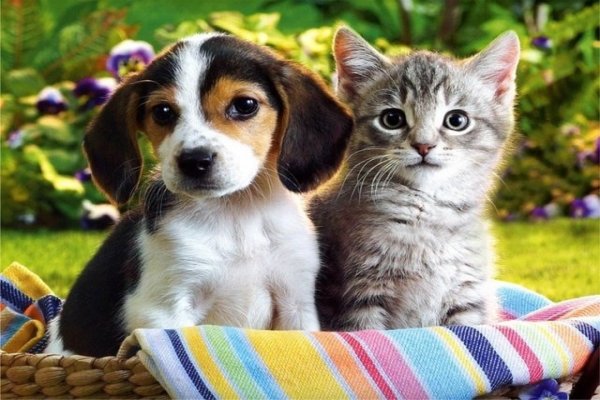 10 Reasons Why Dogs are Better than Cats as Pets