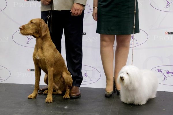 Two New Dog breeds Welcomed to Compete in Westminster Kennel Club Dog Show