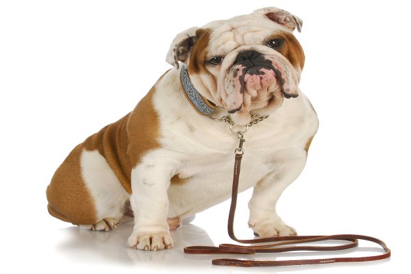 Different Types of Dog Leash
