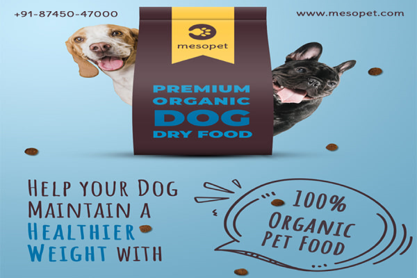 How to Buy the Right Dog Food & Accessories: The Best Options in 2023