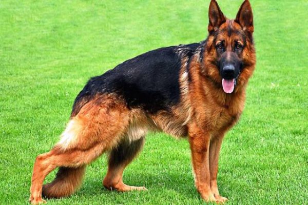Dogs that Bite: 10 Most Dangerous Dog Breeds