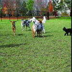 Noida’s First Dog Park Planned with Dog Caring Facilities