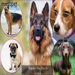 Ten Popular Dog Breeds in India: Know the Best Dog Food Options