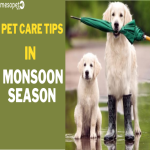 Seven Pet Care Tips in Monsoon Season to Keep Your Pet Happy & Healthy
