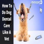 How To Do Dog Dental Care Like a Vet- The Basics You Must Know