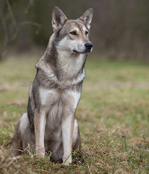 Saarloos wolfdog